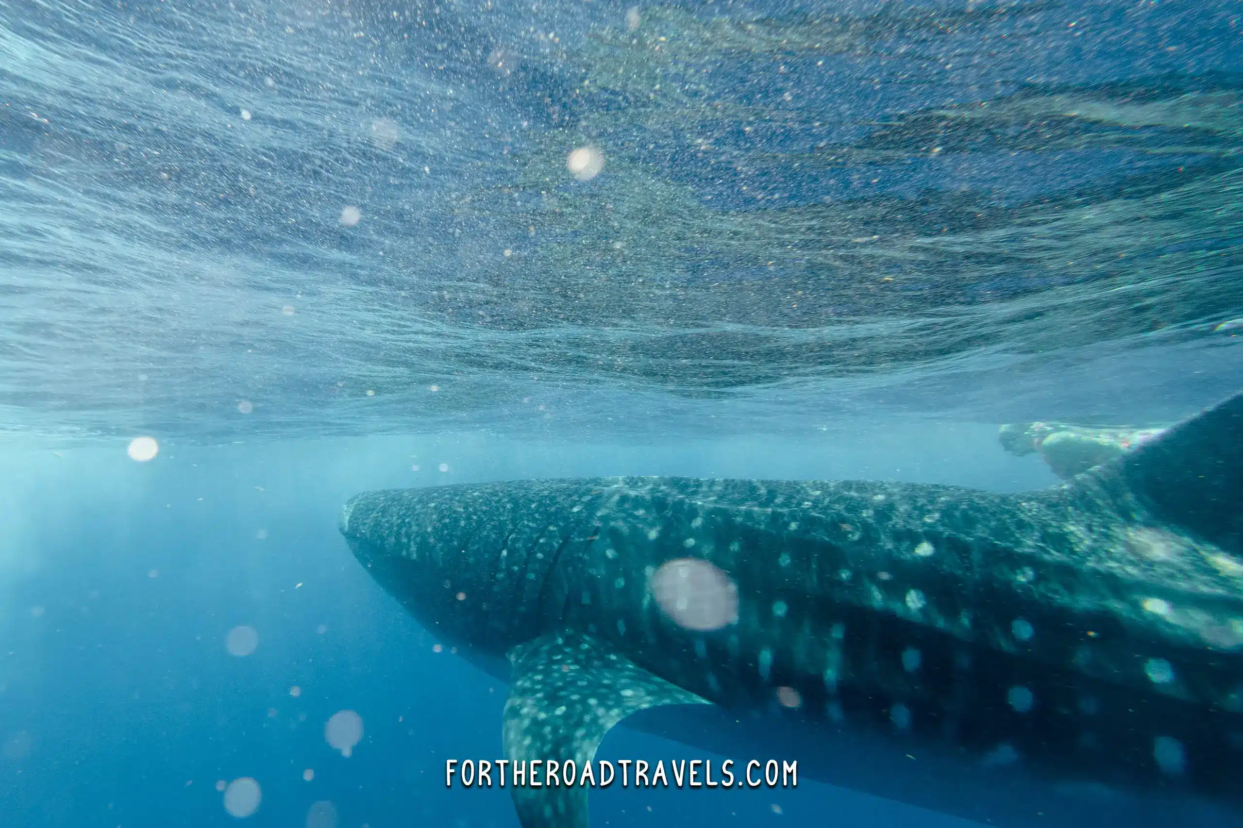 Swimming with whale sharks in Cancun Mexico